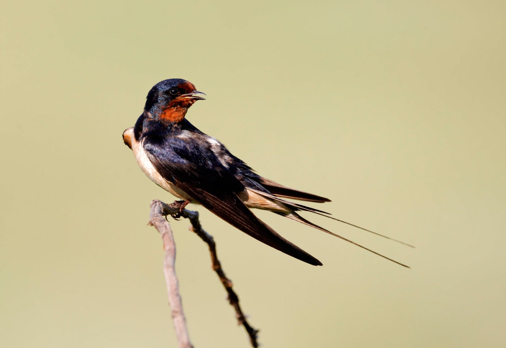 hirondelle rustique Nidification hirondelle rustique — free download