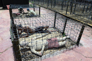 phu quoc prison
