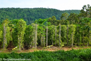 vietnam phu quoc