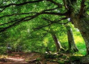 phu quoc forest