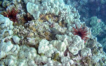 A bleaching event at a reef in Key Largo, Fla. The complex interplay of temperature and cloud cover is at the heart of cloral bleaching events. (Liv Williamson/University of Miami Rosenstiel School of Marine, Atmospheric, and Earth Science via AP)