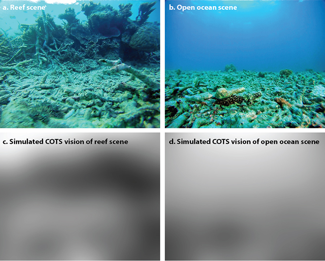 A COTS can see areas of contrast in its immediate environment, allowing it to distinguish between open environments and places to shelter over short distances. Images 'c' and 'd' simulate what a COTS perceives of the environments in images 'a' and 'b'. Im