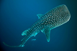 An estimated 6 metre whale shark cruising along Ningaloo Reef, WA. Image: Wayne Osborn