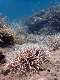 Acropora species starting to bleach at Davies Reef, Central GBR in February. Image: Neal Cantin, AIMS