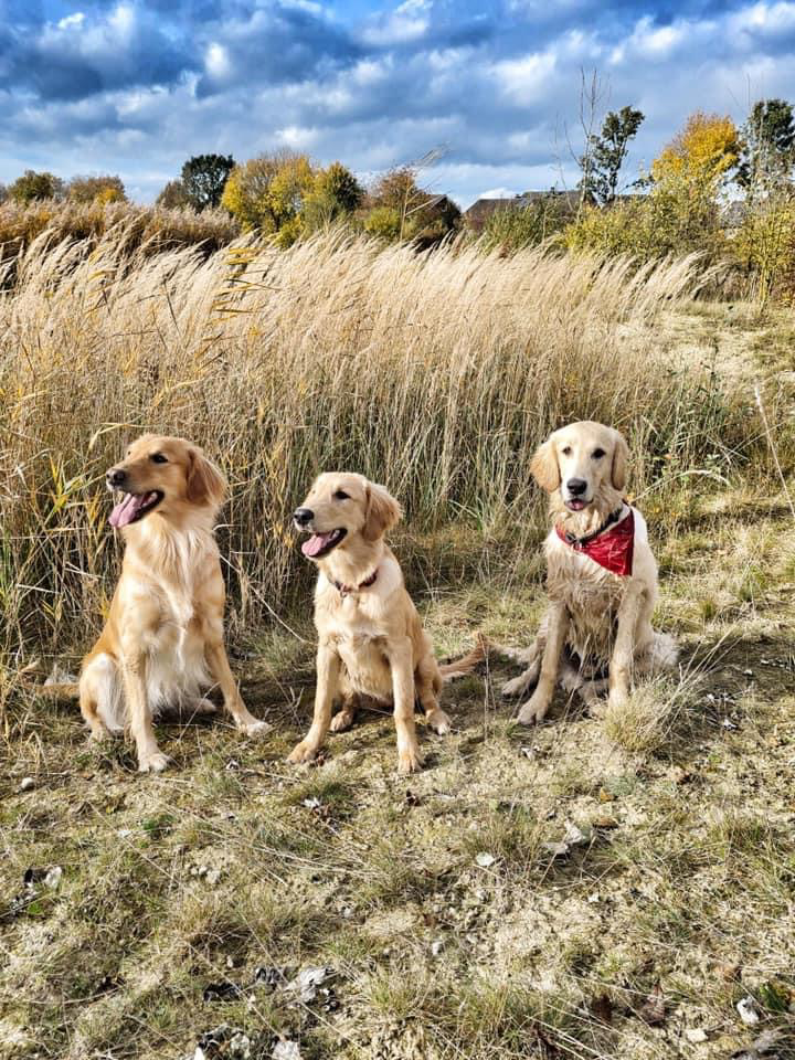 Grundlagen der Farbvererbung Das Flat Coated Retriever Portal