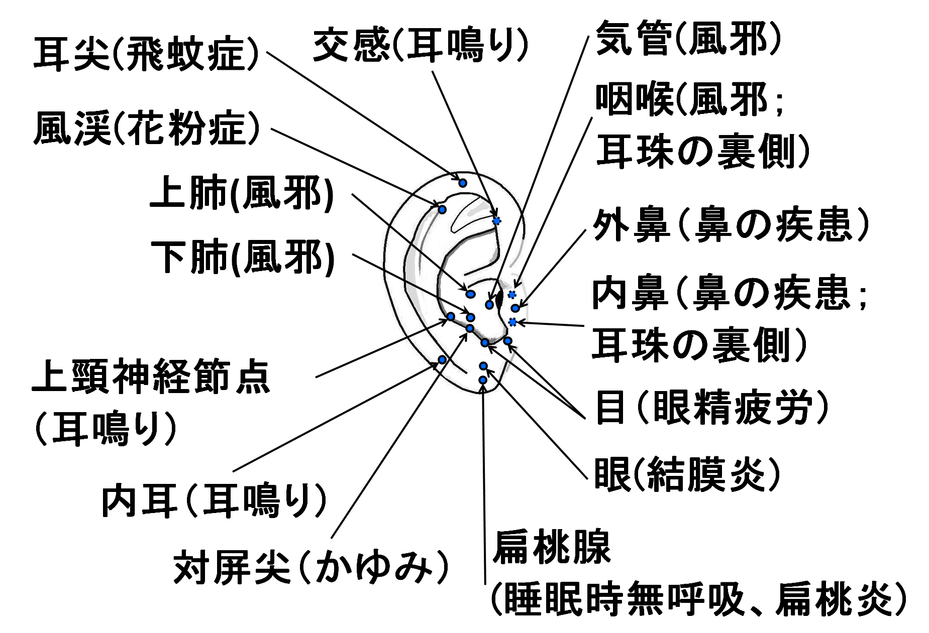 耳ツボ図解 ツボ健康療法講座