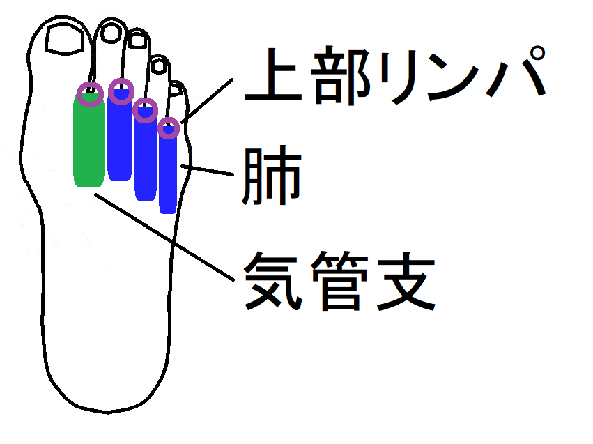 ツボで肺の免疫力を上げる ツボ健康療法講座 ツボで肺の免疫力を上げる ツボ健康療法講座