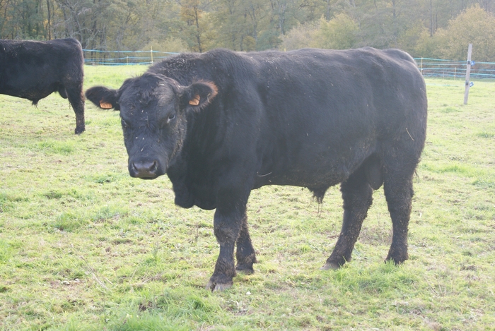 aberdeen angus est de taille massive élevage de la ferme de neuvy dans le cher