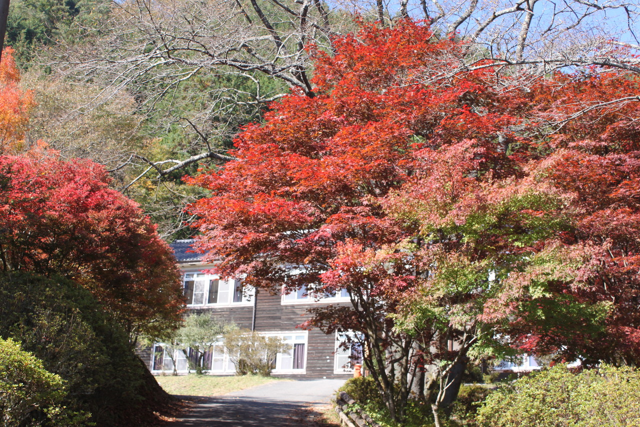 今年の紅葉は モリアオガエルの住む森 長野県飯田市