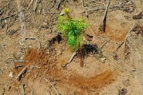 コウヨウザンの植栽