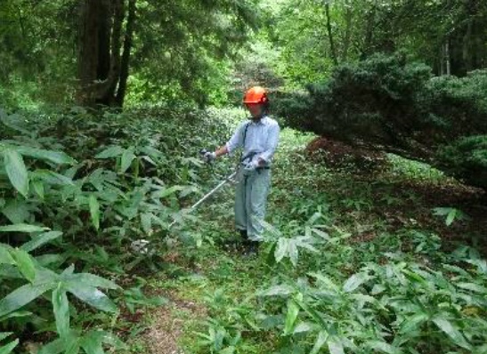 測点６周辺のクマザサの草刈り