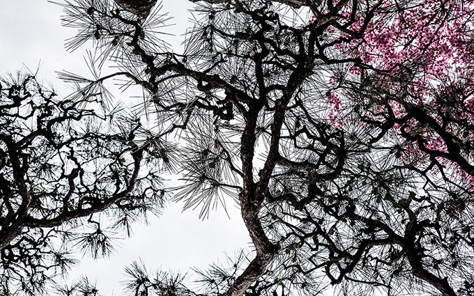 Kyoto Strassenszene Blick gen Himmel mit Kirschblüte, Japan, als Farbphoto