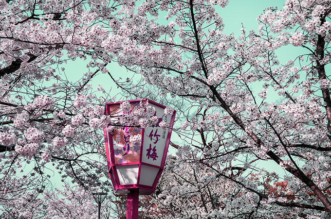 Kirschblüte im Park Maruyana Koen in Kyoto, Japan, als Farbphoto