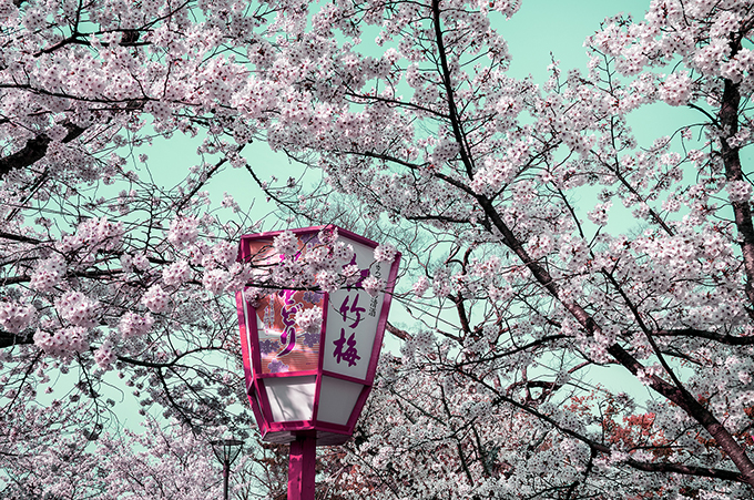 Kirschblüte im Park Maruyana Koen in Kyoto, Japan, als Farbphoto