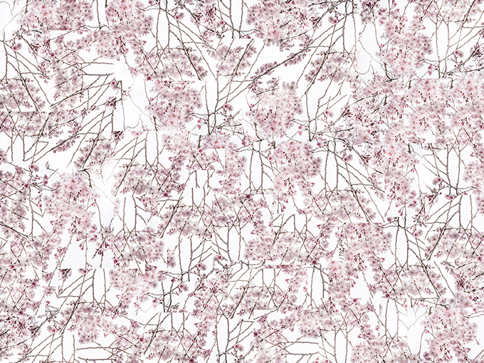 Sakura Kirschblüten als Montage, Japan, als Farbphoto