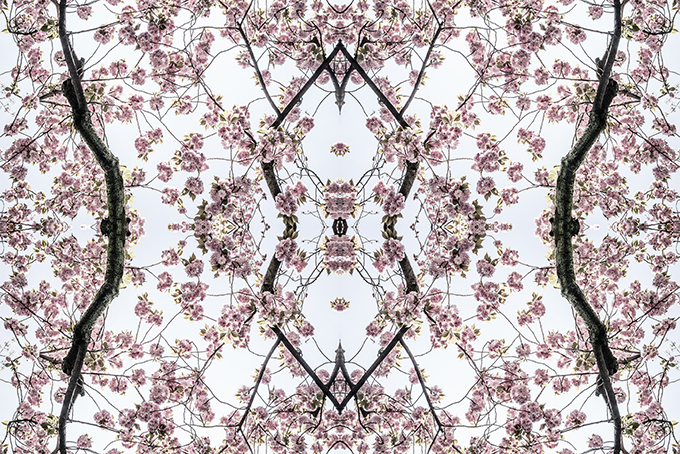 Kirschblüten-Mosaik als Farb-Photographie, Japan