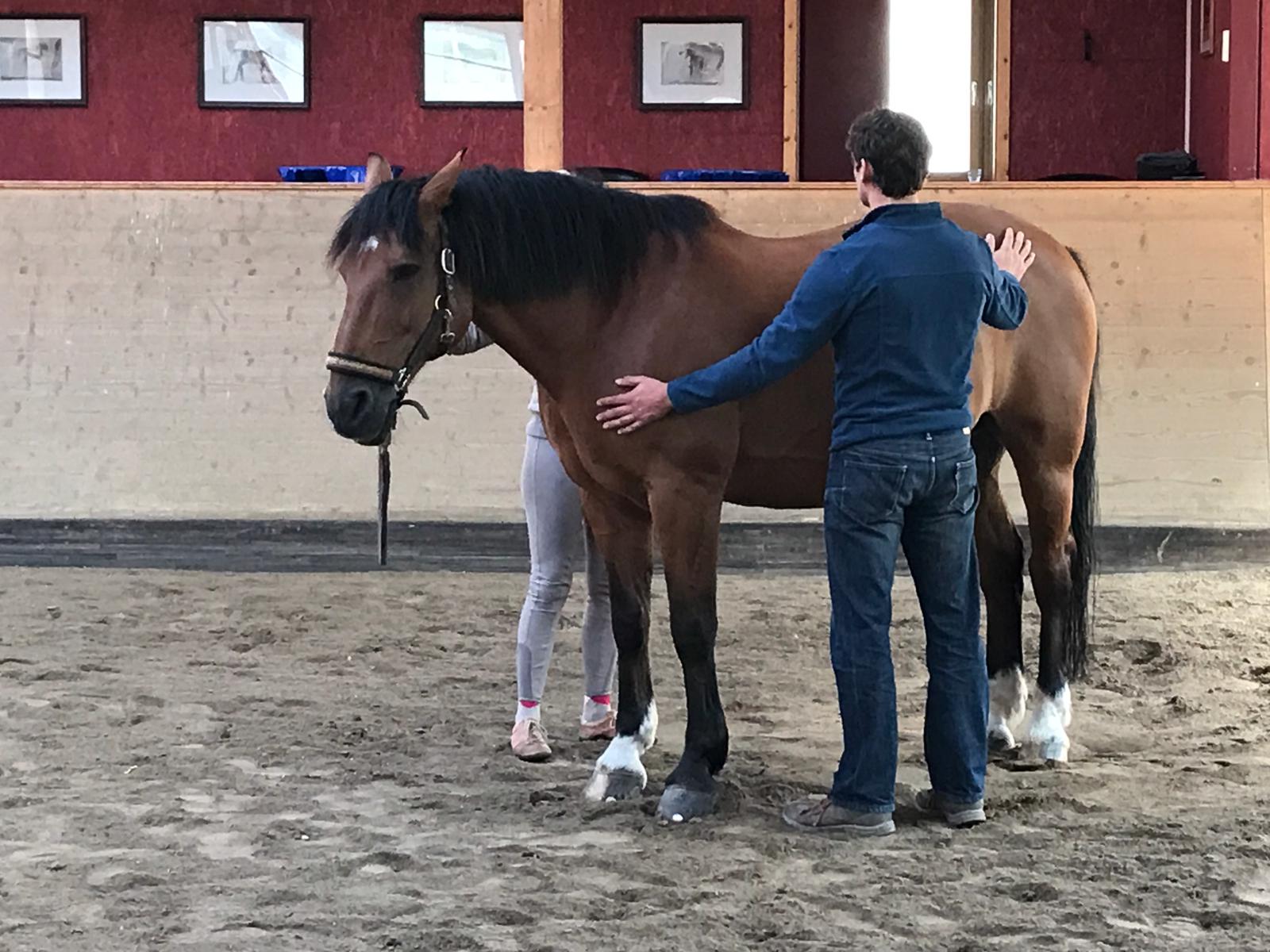 Equine Bodywork Courses For Horses orthobionomyuk