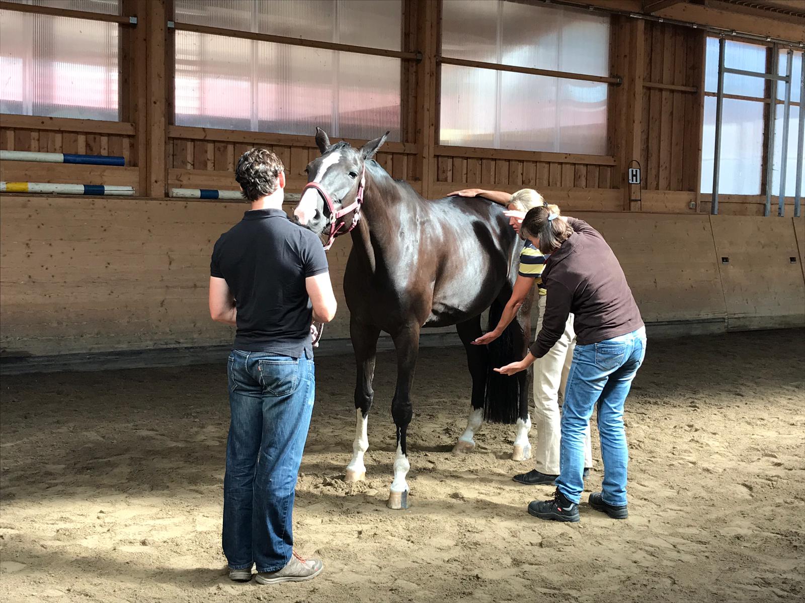 Equine Bodywork Courses For Horses orthobionomyuk