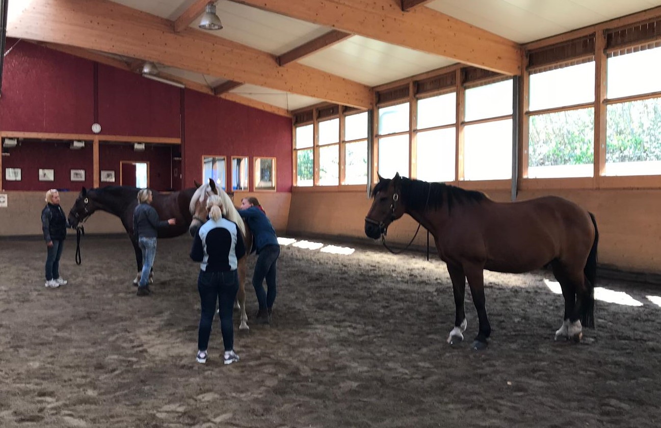 Equine Bodywork Courses For Horses orthobionomyuk