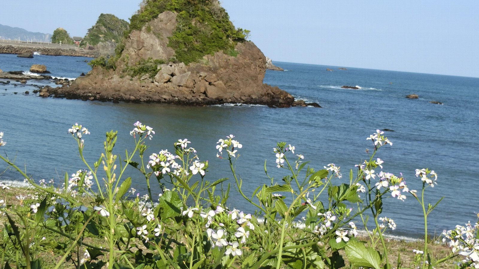 鍛冶健二郎 　ハマダイコン　千葉県鴨川市　　22/4/8