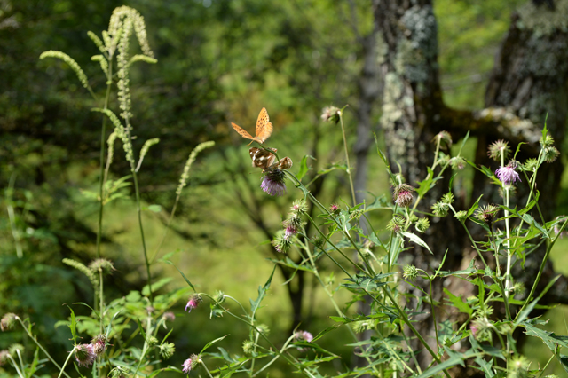 デッキ横のヤツタカネアザミの花に、メスグロヒョウモンのカップルがとまっていました