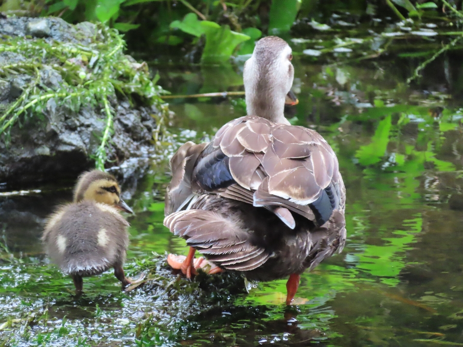 加古 明子　カルガモ親子(真似してる?)　祖師谷公園　7月17日