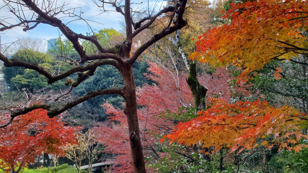 都心での紅葉グラデーション　 池田山公園 　21/12/12　津田　勝