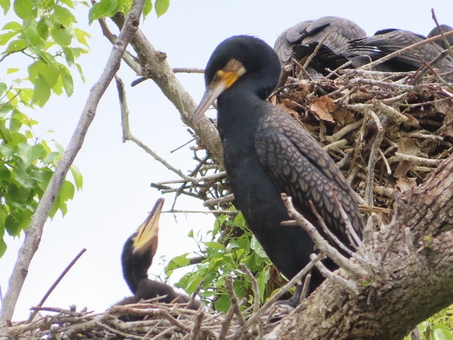 カワウ採餌　横十間川親水公園　2026年４月25日　加古明子