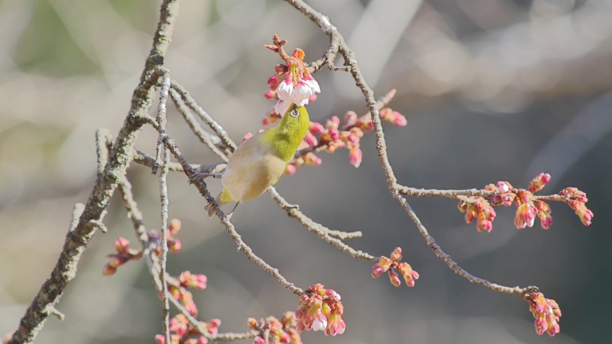 )藪田 卓哉　早咲きの熱海桜の蜜を吸うメジロ(右足に標識調査足環)　多摩森林科学園(八王子市)　2026年1月23日