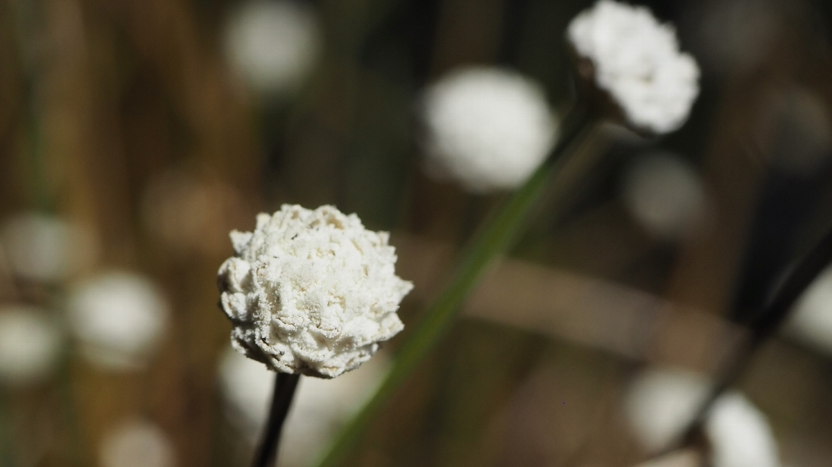 高氏 均　シラタマホシクサの花　箱根町(箱根湿生花園)　11月7日