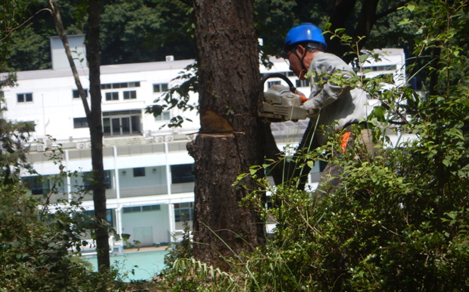 林 公康　見晴らしの丘アカマツの伐倒　パウロの森　2025年7月19日