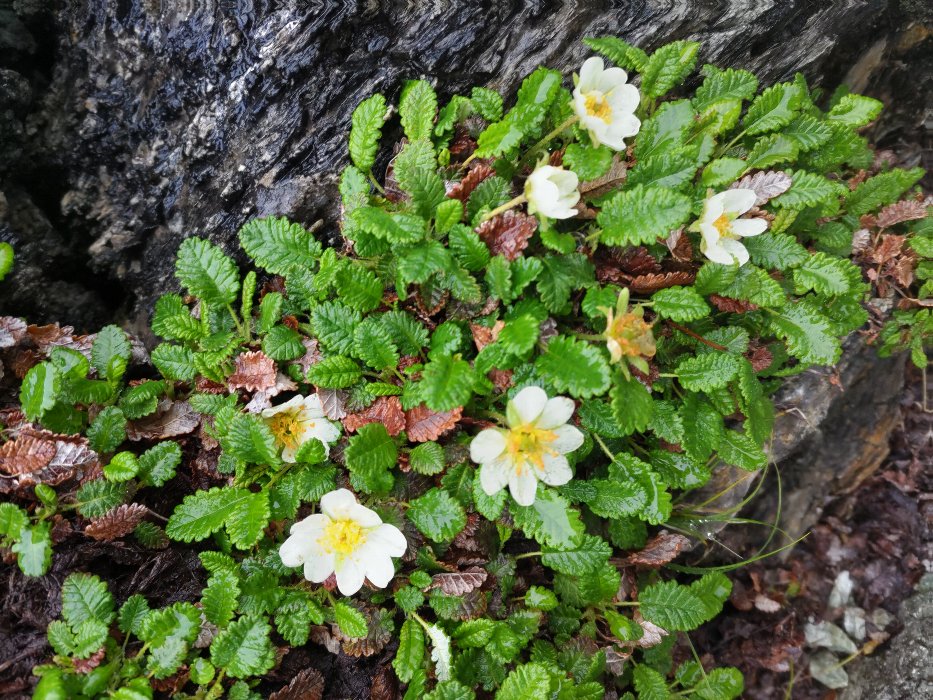 奥村 具子　チョウノスケソウ(ツンドラの代表的な植物とされる。13000年前の寒冷化の時期に花粉が大量に発見された)　北岳　2024年7月24日