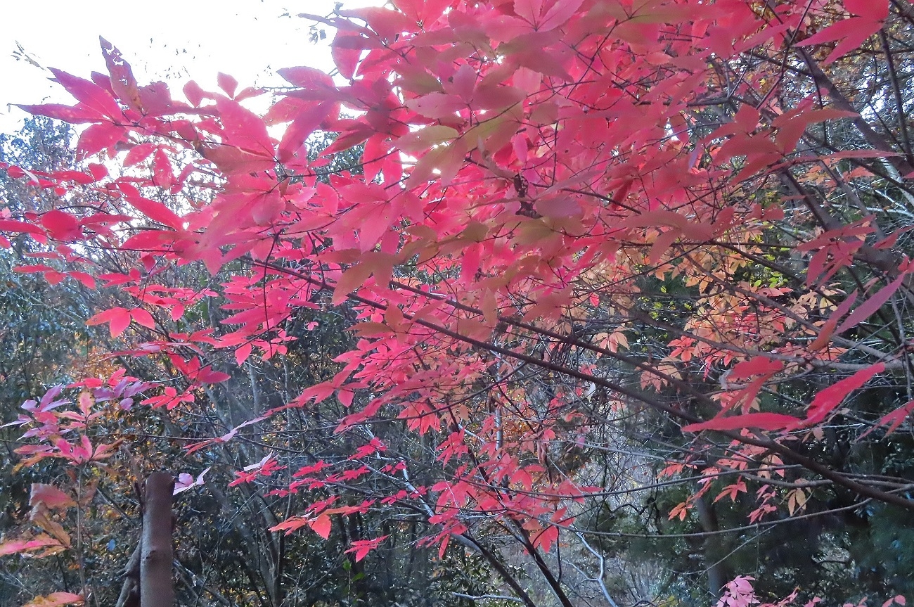 清水 好博　メグスリノキ　鳩ノ巣フィールド　2024年12月8日