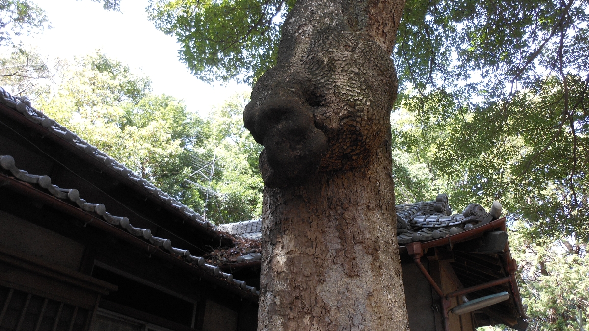 室伏憲治　　椨の木のこぶ　　さいたま市緑区氷川女体神社　 22/4/12