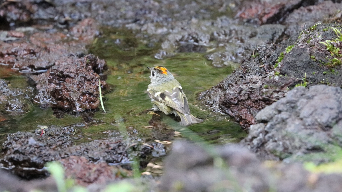 榎本 衛　頭の上に黄色い菊の花を頂いているのでキクイタダキ　富士山奥庭(山梨県鳴沢村)　2024年7月29日