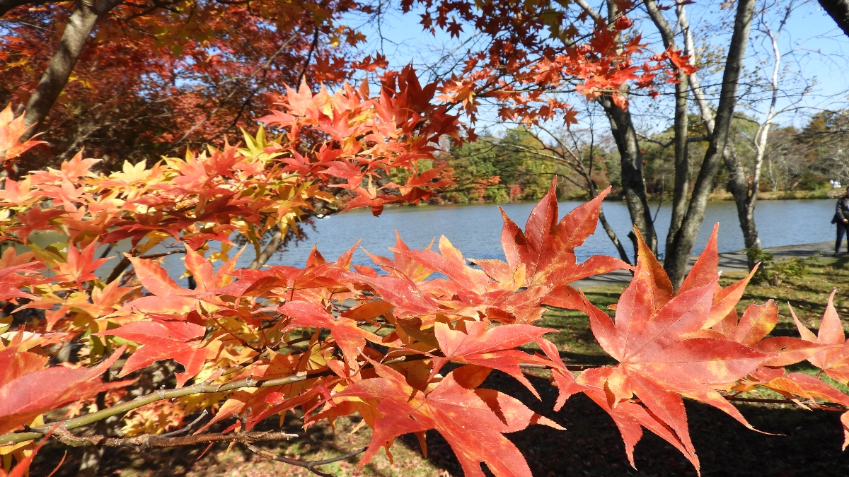 鍛冶健二郎　塩沢湖の紅葉　長野県軽井沢町 2022年10月28日