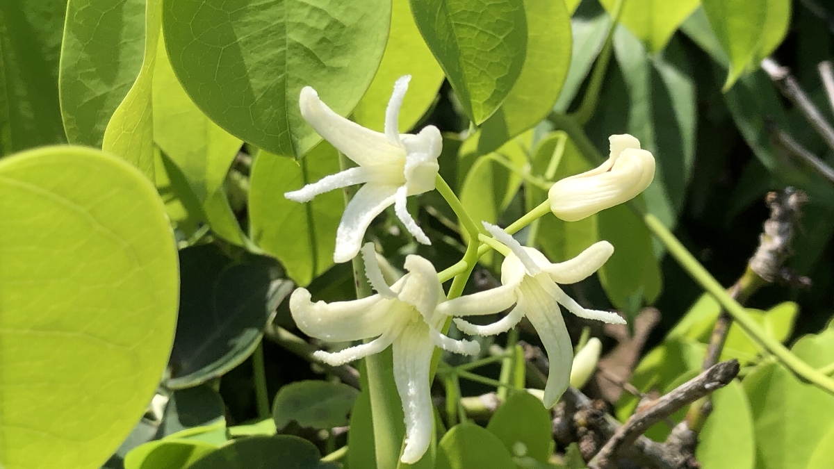 古谷一祐　 郁子の花　立川市　22/4/25