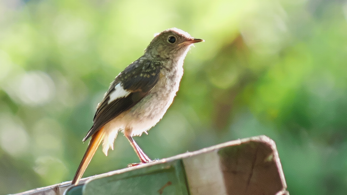 藪田 卓哉　避暑地で過ごすジョウビタキ幼鳥　八ヶ岳自然文化園(長野県原村)　2023年7月27日