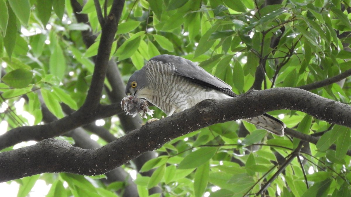 鍛冶 健二郎　(地球発見クラブ)ツミは食事中　東京都猿江恩賜公園　2023年4月2日