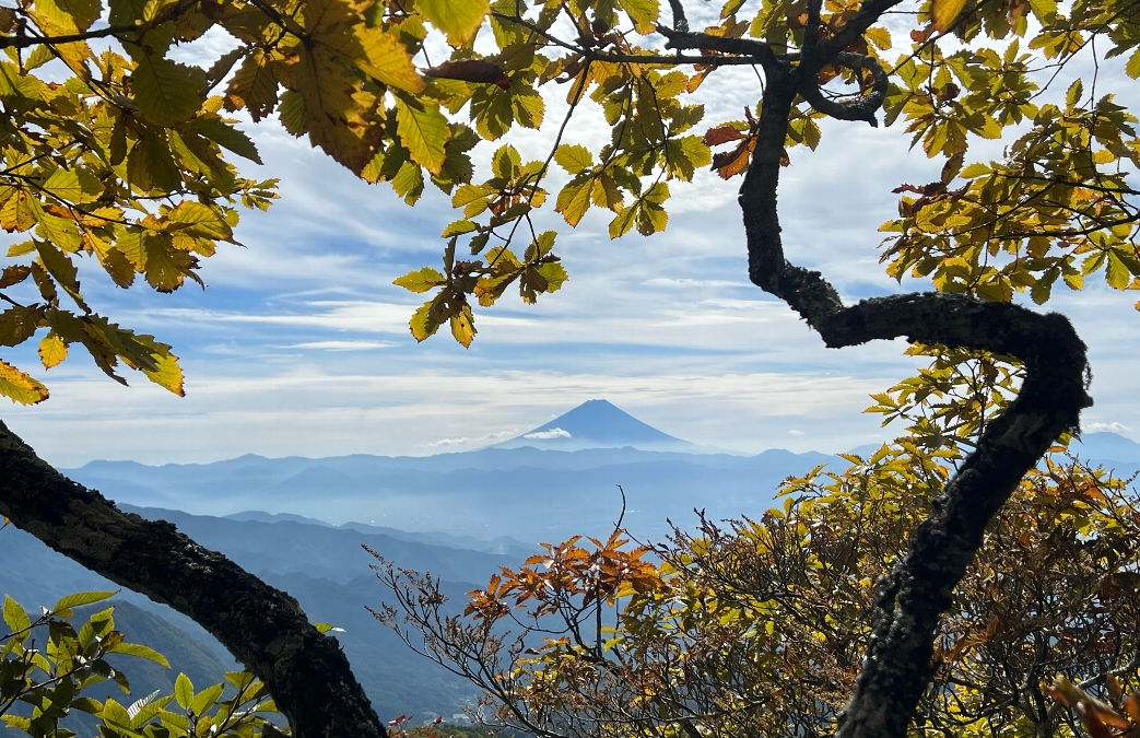 葛西 宗紀　富士山とミズナラさん　山梨県茅ヶ岳　2023年10月