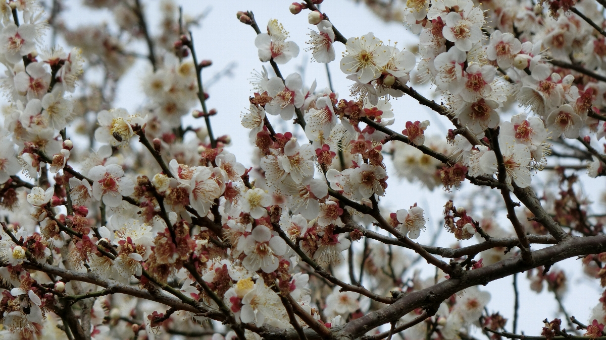 鍛冶健二郎　ウメの花　千葉県船橋市長津川公園　2023年2月19日