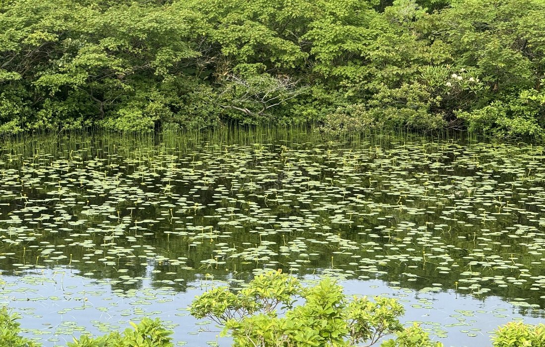 葛西 宗紀　群生するオゼコウホネ　山形県月山　2024年7月