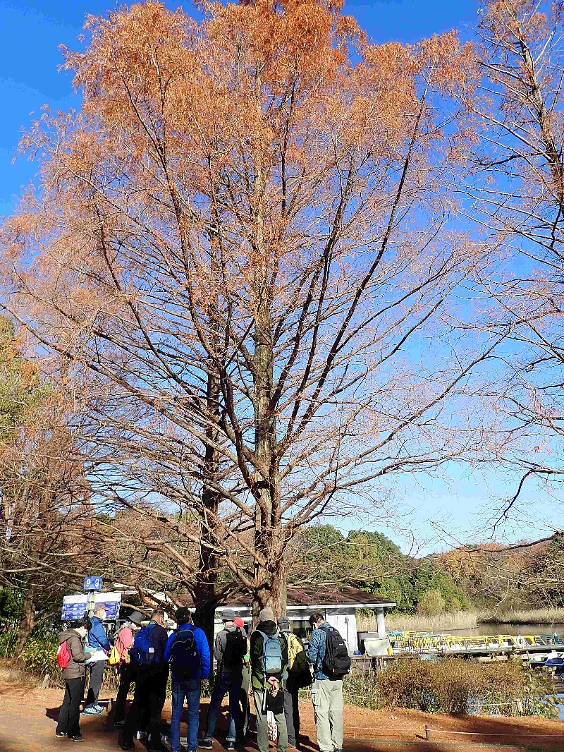 小勝眞佐枝　(冬芽観察入門)メタセコイアの歴史について　国営昭和記念公園 2022年12月10日