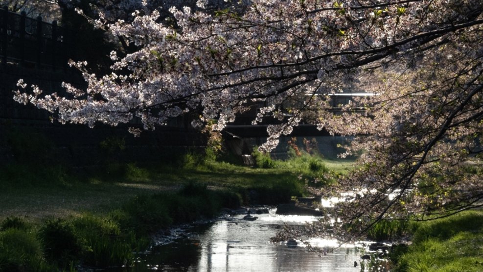 飯塚義則　 早朝の野川、川面を照らす朝日と散りゆくサクラ　 小金井市貫井北町 　22/4/8