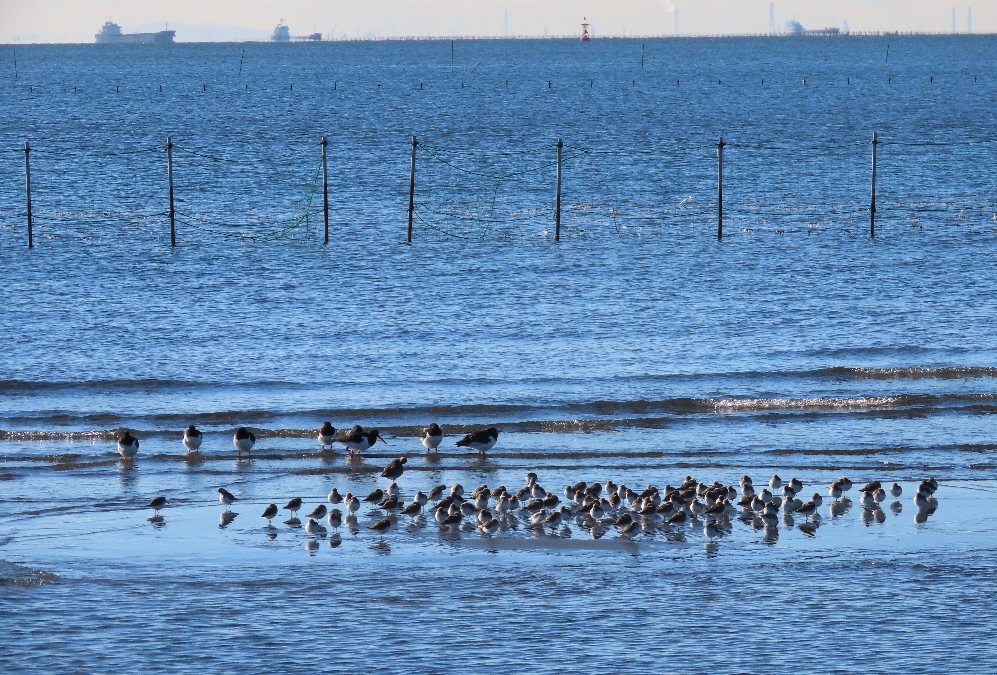 内藤公雄　三番瀬の水鳥　三番瀬(船橋市) 2023年1月11日