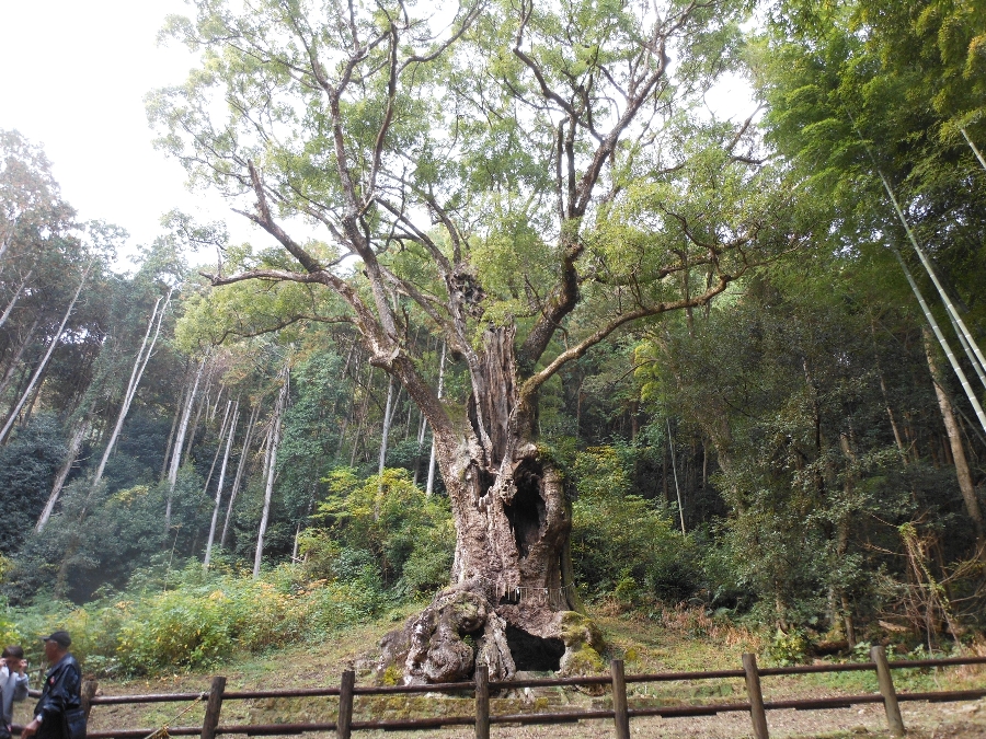 室伏 憲治　「武雄の大楠」根廻26m,樹高27m,樹齢3000年　佐賀県武雄神社の御神木　2023年11月28日