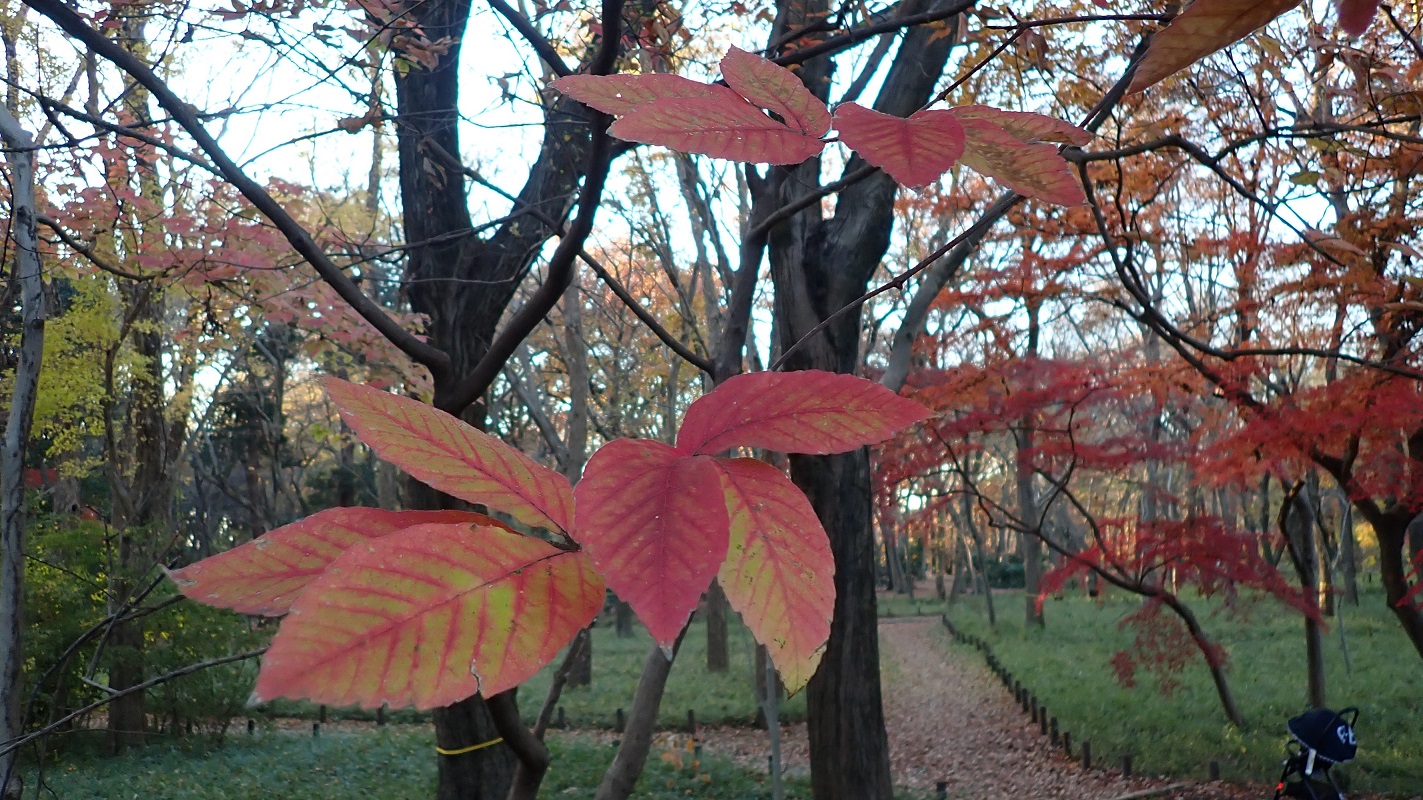 榎本衛　効能だけでなく紅葉も美しいメグスリノキ　神代植物公園 2021年12月11日