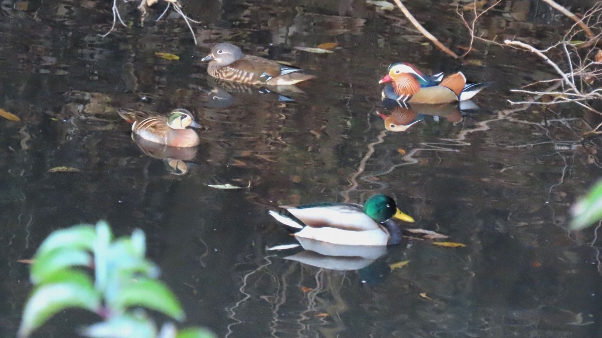 榎本 衛　マガモ、オシドリ、トモエガモの3点セット　座間谷戸山公園(神奈川県)　2023年12月2日