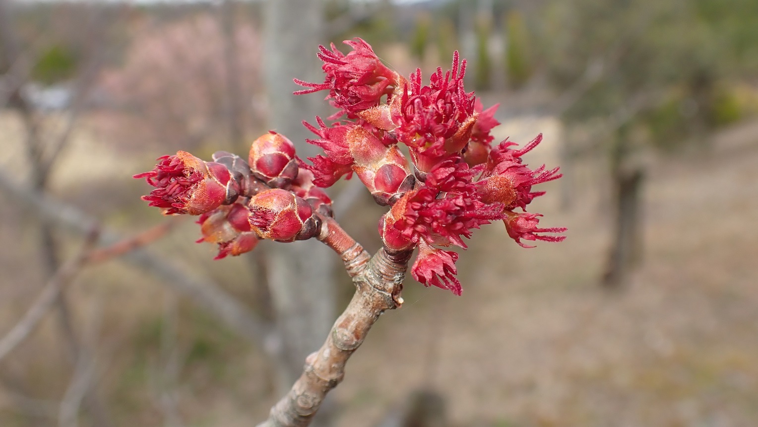 榎本衛　ハナノキの雄花　愛知県瀬戸万博記念公園　2022年3月29日