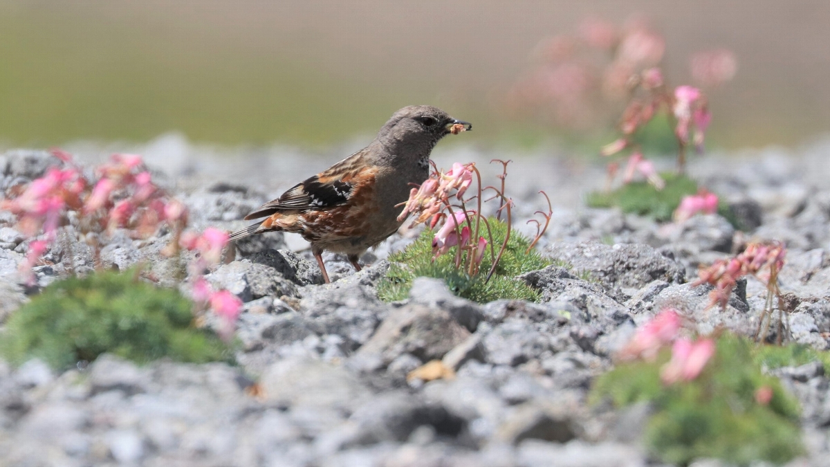 榎本 衛　しおれたコマクサの花をついばむイワヒバリ　乗鞍畳平(岐阜県)　2022年8月19日